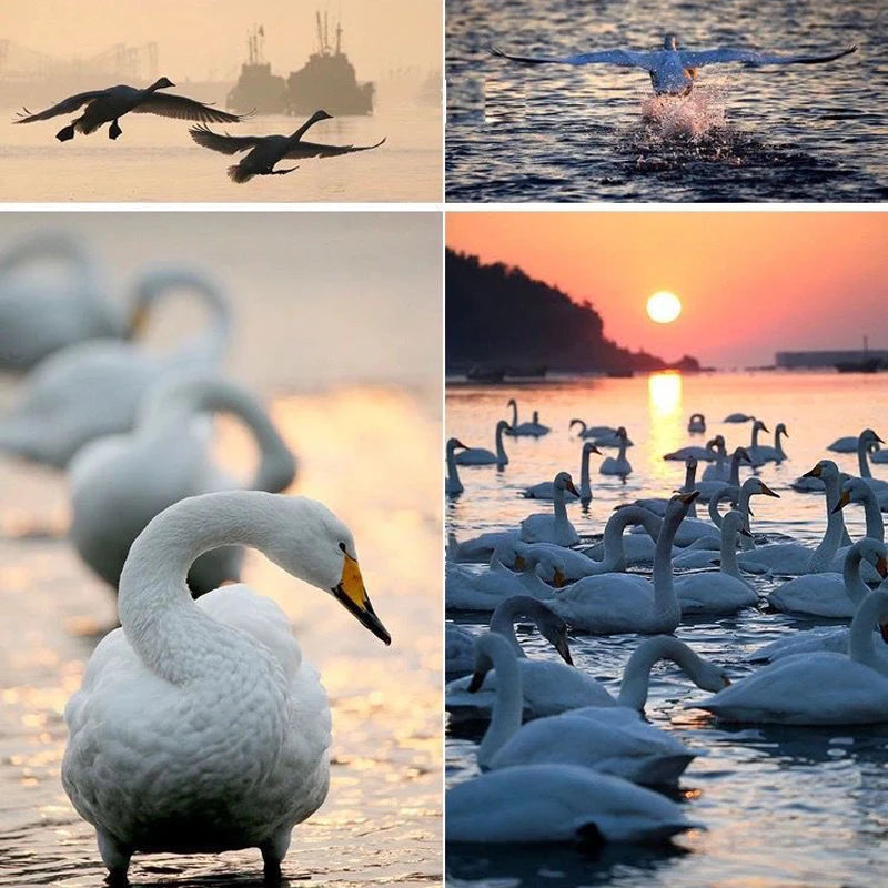 Lightdow Telephoto Lens 420-800mm f 8.3 Manual Zoom Lenses for Canon EOS R1 Nikon D850 D7500 D3400 D750 D810 DSLR Camera Lens